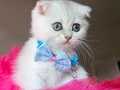 Scottish fold Pamuk prenses mavi boncuk gözlü Süper kalite .