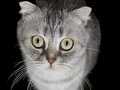 ÜCRETSİZ Scottish Fold AÇIKLAMAYI OKUMADAN ARAMAYIN LÜTFEN !