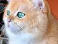 British Shorthair Zümrüt göz Golden NY12 MUHTEŞEM BABA ADAYI