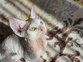 Antialerjik az tüylü nadir ve değerli koca kulak Devon Rex