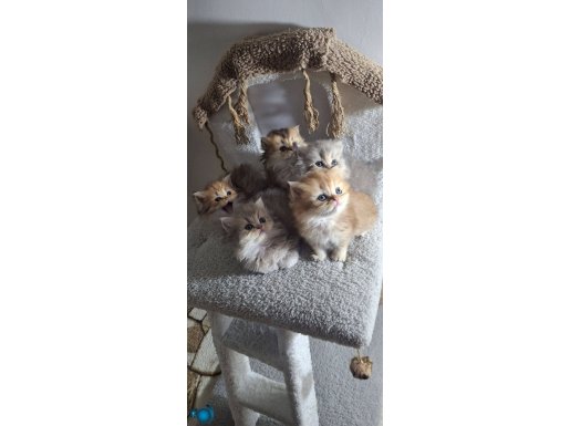 Şampiyon saf bebekler