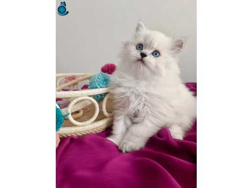 Safkan Maviş Gözlü Bebeğim