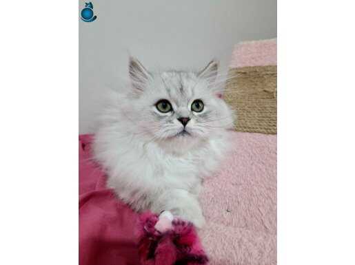 Yeşil Gözlü Yakışıklı Prensimm