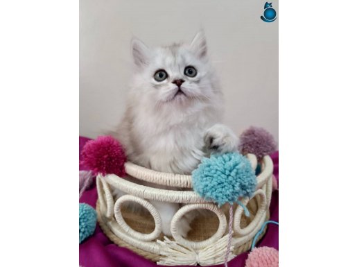 Safkan Chinchilla Güzeller Güzeli Prensesim