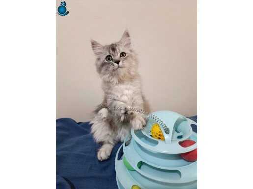 Uygun Fiyatlı Chinchilla Bebek