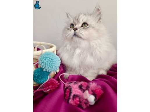 Yakışıklı Prensimmm