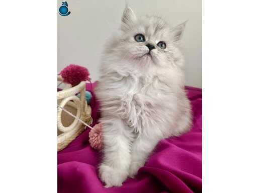 Safkan Yakışıklı Prensimm 