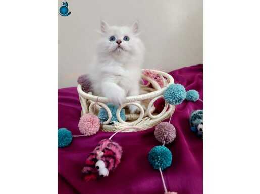 Safkan Chinchilla Güzeller Güzeli Bebeklerim