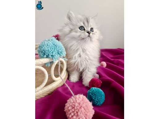 Güzeller Güzeli Prensesimm 