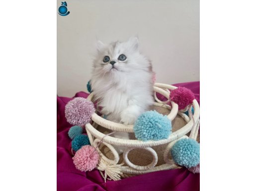 Güzeller Güzeli Prenseslerim 