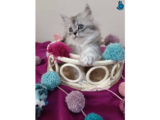 Safkan Chinchilla Yakışıklı Oğlumm 