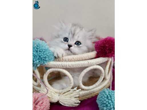 Eşsiz Güzellikte, Top Kafa Chinchilla Bebeğim 