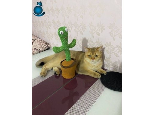 ücretsiz sağlıklı kısır kedimiz 19 mayıs 2024 doğumlu