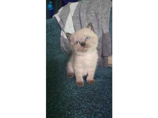  brıtısh bebeklerımız