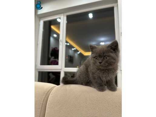 Harıka koca kafa yavrular 