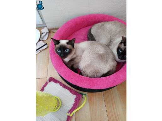 Gölcük’te Kısırlaştırılmış Karakterli Erkek Siyam