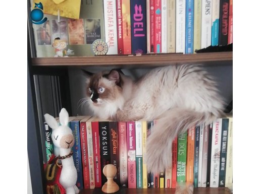 RAGDOLL ERKEK KEDİM