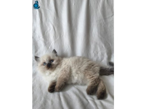 Ragdoll yavrularım