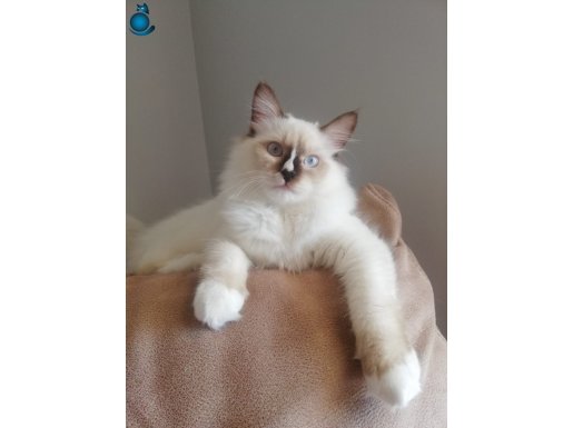 ragdoll erkek kedim