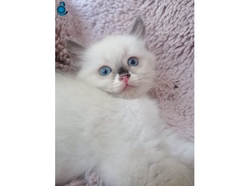 ragdoll yavru kedilerim