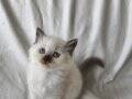 RAGDOLL YAVRULARIM