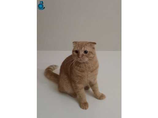 Scottish fold orange 