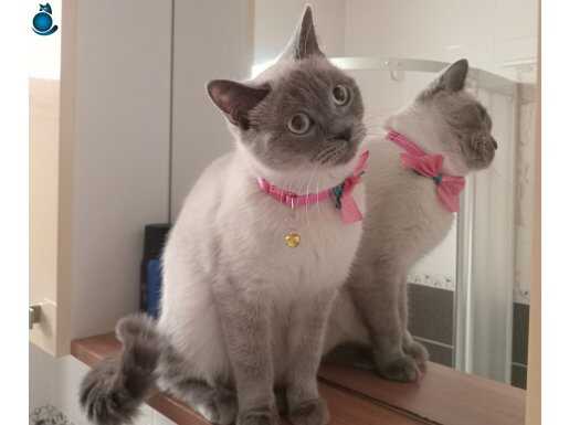 British blue point 