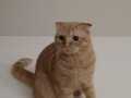 Scottish fold orange 