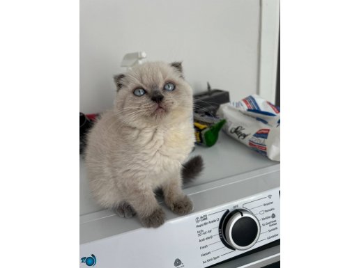 Scottish fold blue point güzel kızım 