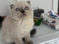 Scottish fold blue point güzel kızım 