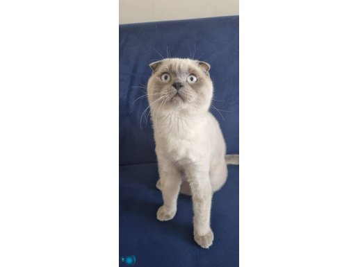 10 aylık erkek fold 8 aylık britihs shkrthair longhair dişi