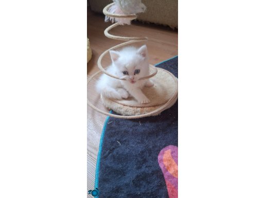 Çok güzel,safkan,mavi gözlü,sağlıklı bebekler