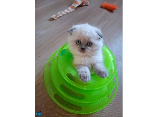 Safkan, sağlıklı, mutlu, neşeli güzeller