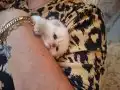 Mutlu, neşeli, oyuncu kartopları