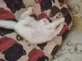 Mutlu, neşeli, oyuncu kartopları