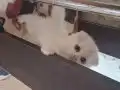 Mutlu, neşeli, oyuncu kartopları