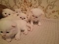 Mutlu, neşeli, oyuncu kartopları