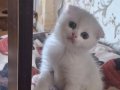 Mutlu, neşeli, oyuncu kartopları