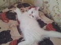 Mutlu, neşeli, oyuncu kartopları
