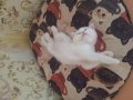 Mutlu, sağlıklı, neşeli kartopları