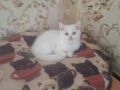 Mutlu, sağlıklı, neşeli kartopları