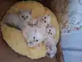 Mutlu, sağlıklı, neşeli kartopları