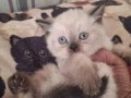 Mutlu, sağlıklı, neşeli kartopları