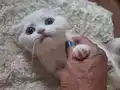 Mutlu, sağlıklı, oyuncu kartopları