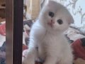 Mutlu, sağlıklı, oyuncu kartopları