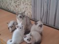 Safkan, en güzeller,çok mutlu, neşeli, oyuncular