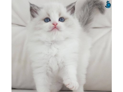Full şecereli ragdoll yavruları 