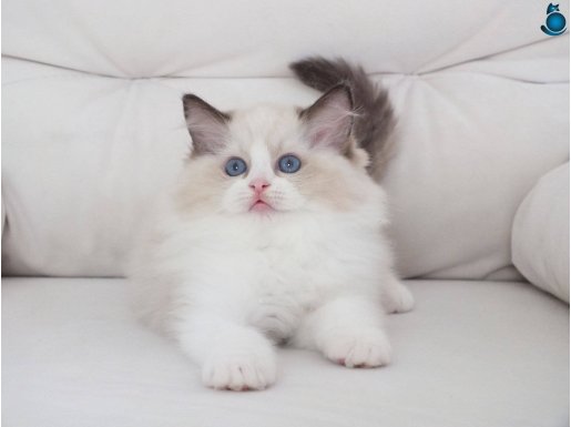 Full şecereli ragdoll yavrulari 
