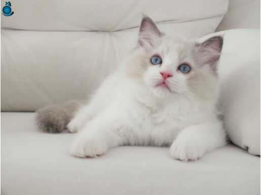 Full şecereli ragdoll yavruları 
