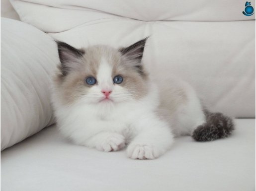 Full şecereli ragdoll yavruları 